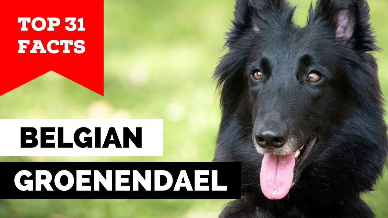99% of Belgian Groenendael Owners Don't Know This