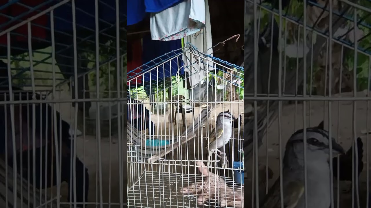 Tumba Yegua La Máquina