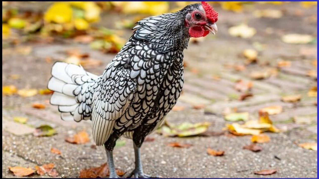 Galinha Sebright padrão (chicken bantam sebright) galinha ornamentais