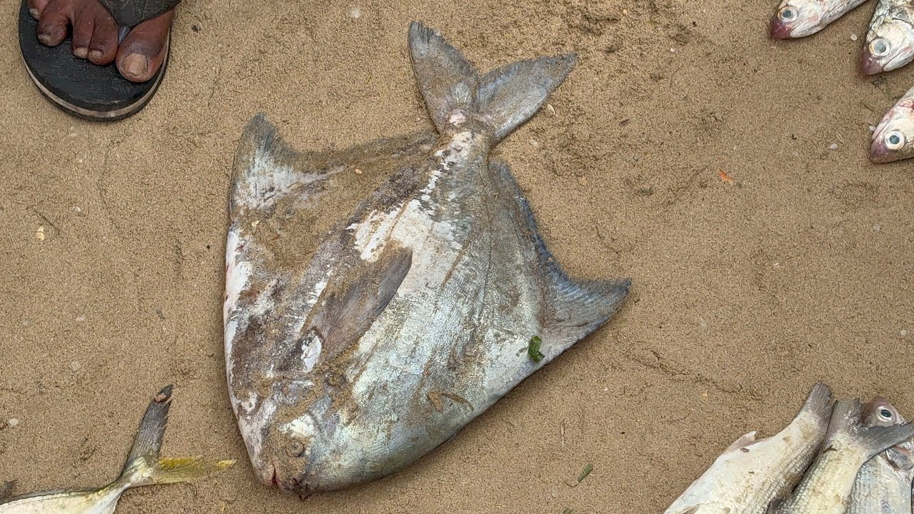 வாவல் மீன் ஏலம் சமையலுக்கு மட்டும் மிக அருமையாக இருக்கும் #fishing #seafood #shortvideo #like #share