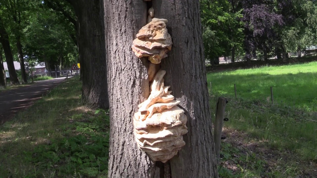 WWW.LOHA.TV: 4D 2020 05 26 De Leemputten natuur