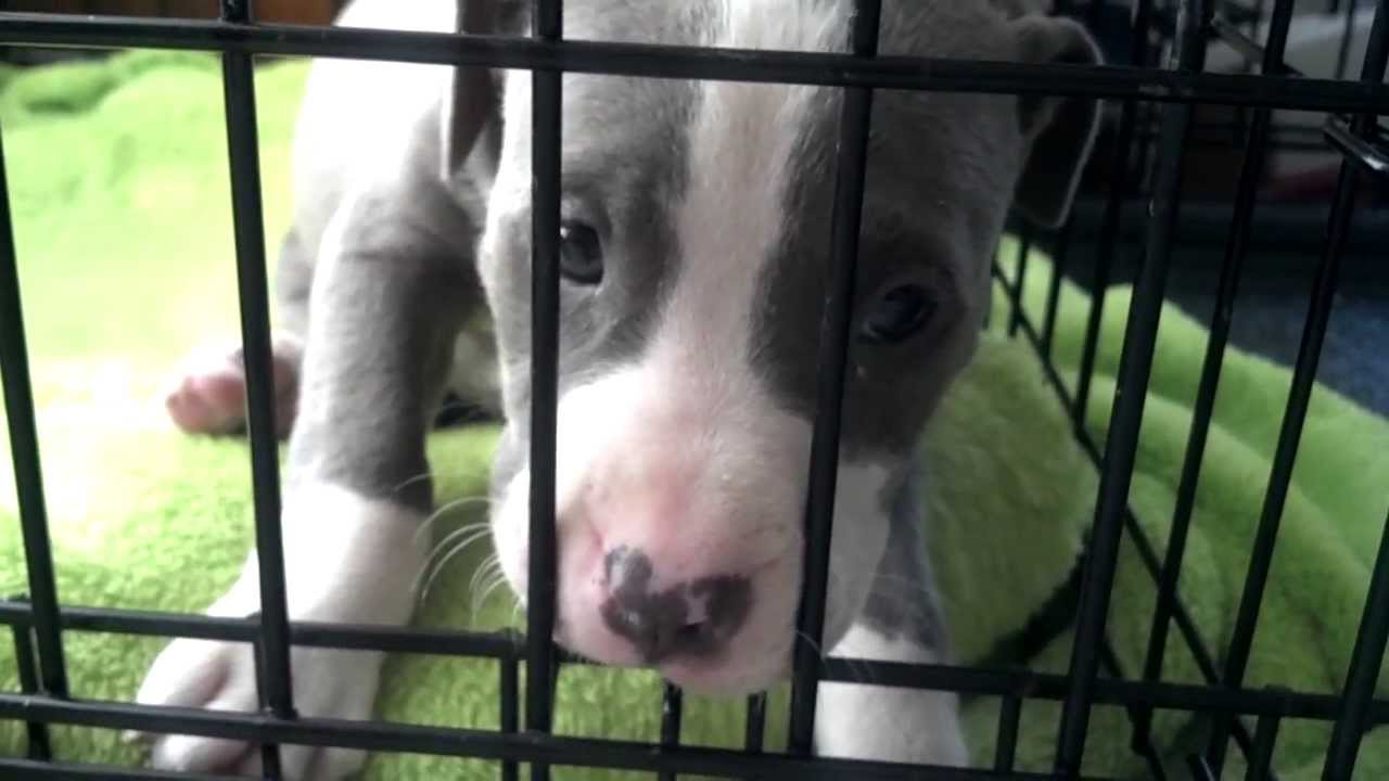 Cry baby puppy