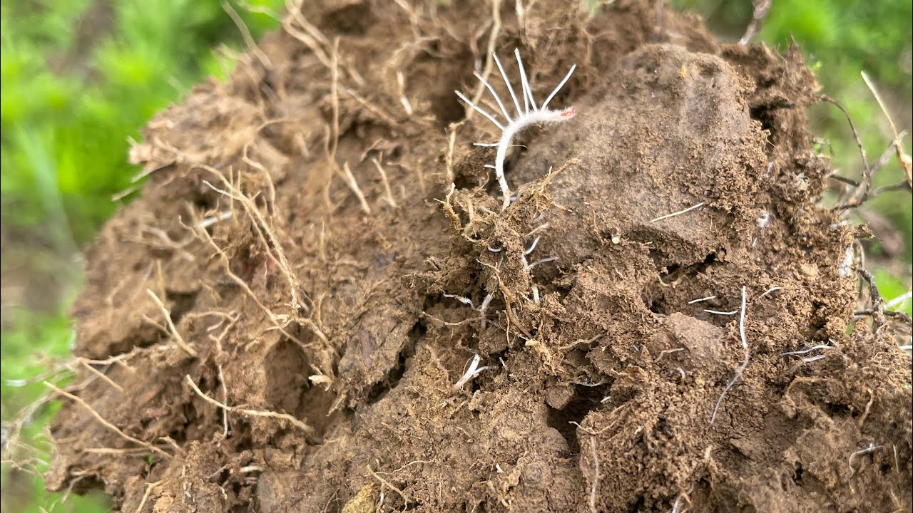 Rhizophagy cycle - feeding plants with biology!