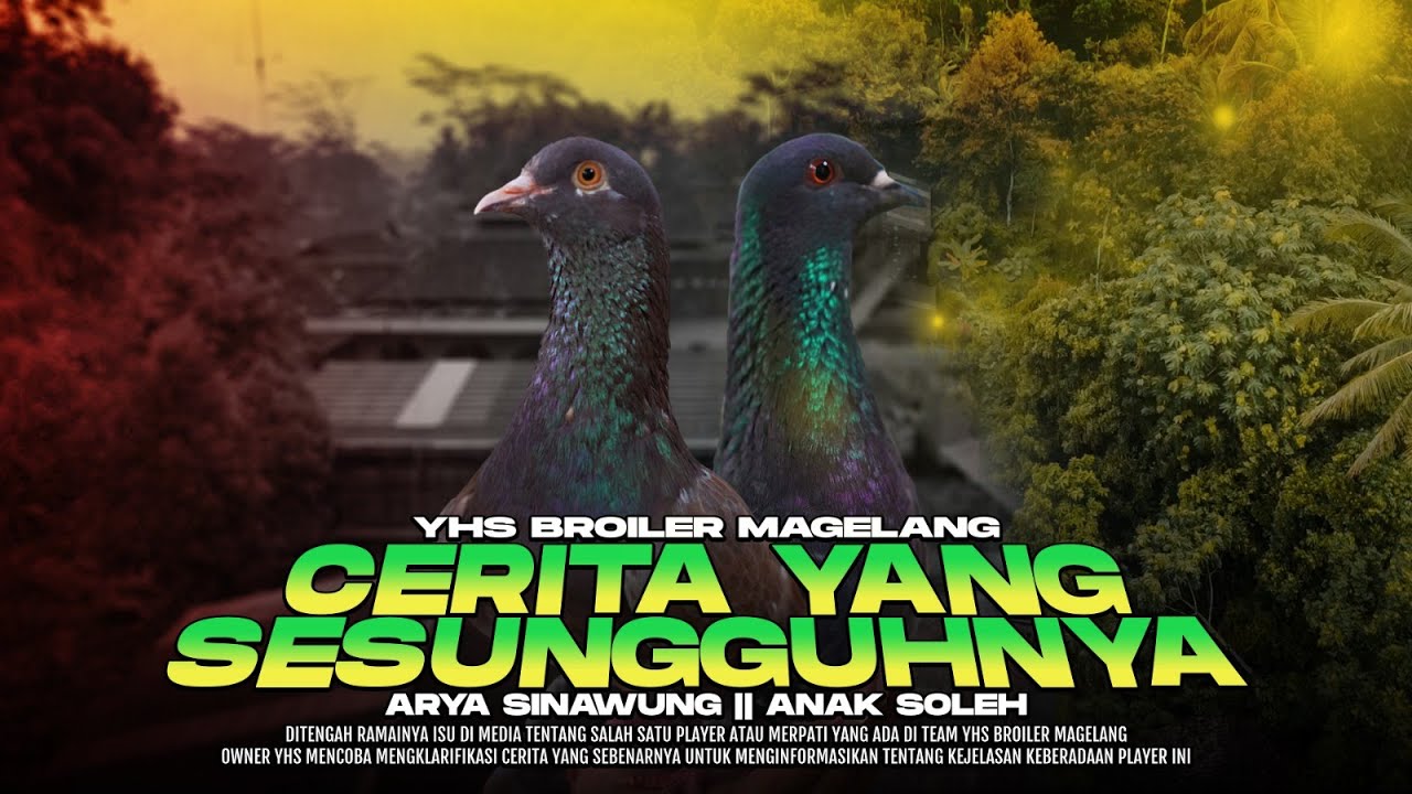 ARYA SINAWUNG DI KANDANG YHS MAGELANG!! #merpatikolong 