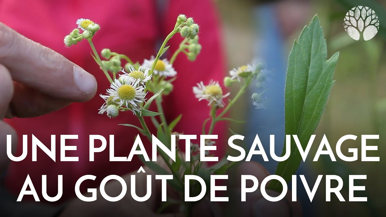 Vergerette annuelle : une plante au goût de poivre