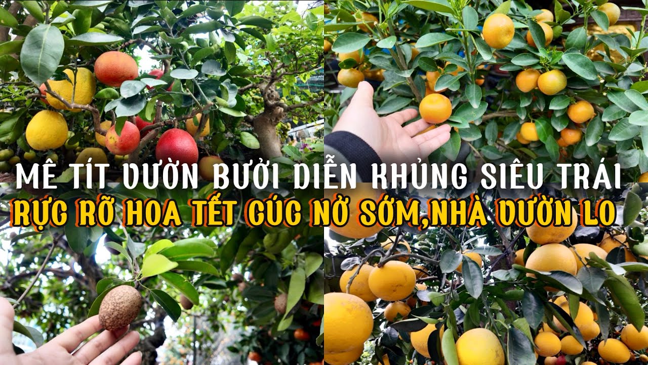SÀI GÒN MÊ TÍT VƯỜN BƯỞI DIỄN KHỦNG SIÊU TRÁI RỰC RỠ CHỢ HOA CÁ KIỂNG TẾT THÀNH THÁI KHU BẮC HẢI Q10
