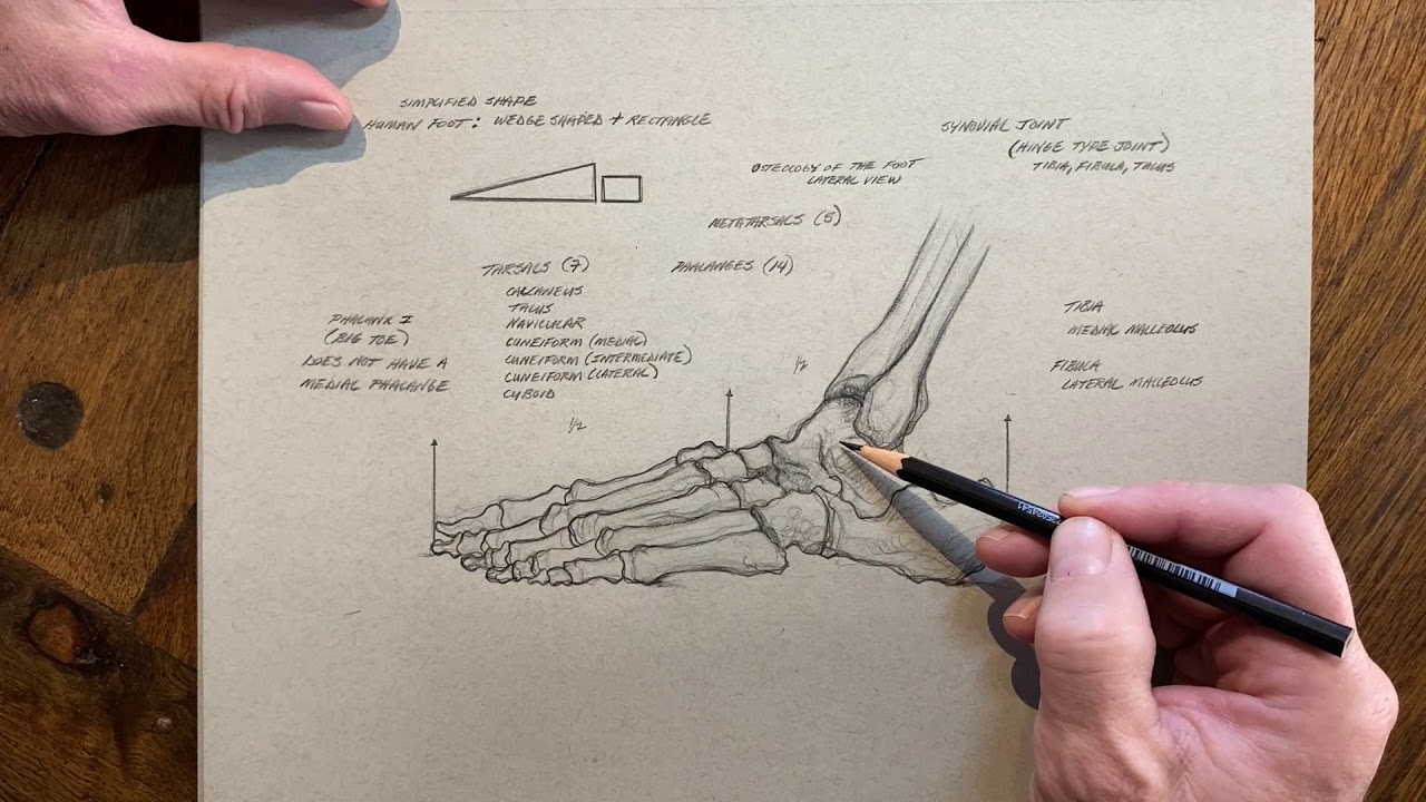 Elements of Drawing, Osteology Of The Human Foot, by Michael Hensley