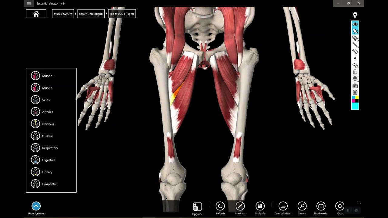 Muscles of the leg (limited)