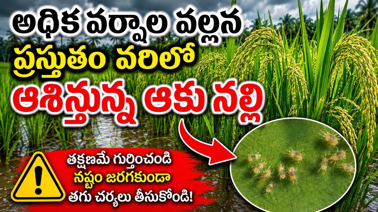 వరిలో నల్లి నియంత్రణ | Varilo nalli nivarana @prasadagriculture 