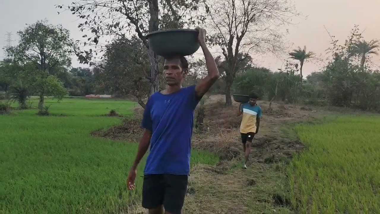 🌹🌹ऊन्हाळी भात शेती 🌹🌹