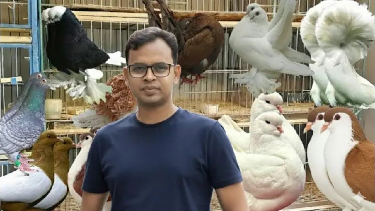মাত্র ৫০০ টাকা পিছ লাহোরী কবুতর ও মাদ্রাজি কবুতর 