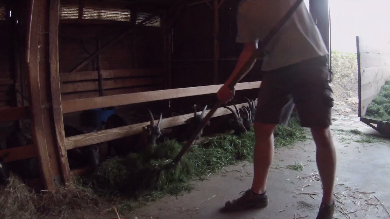 Les chèvres aiment l'herbe fraîche | Affouragement en vert