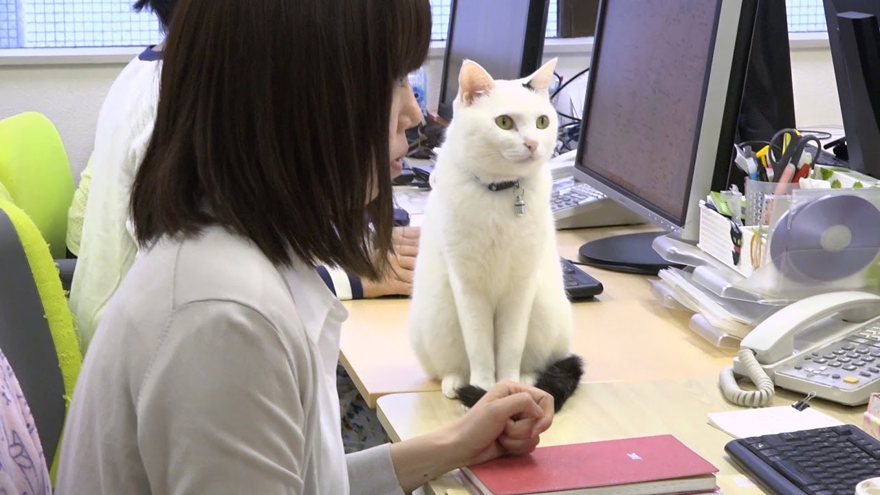会社でも一緒に過ごせる「猫同伴」のオフィス