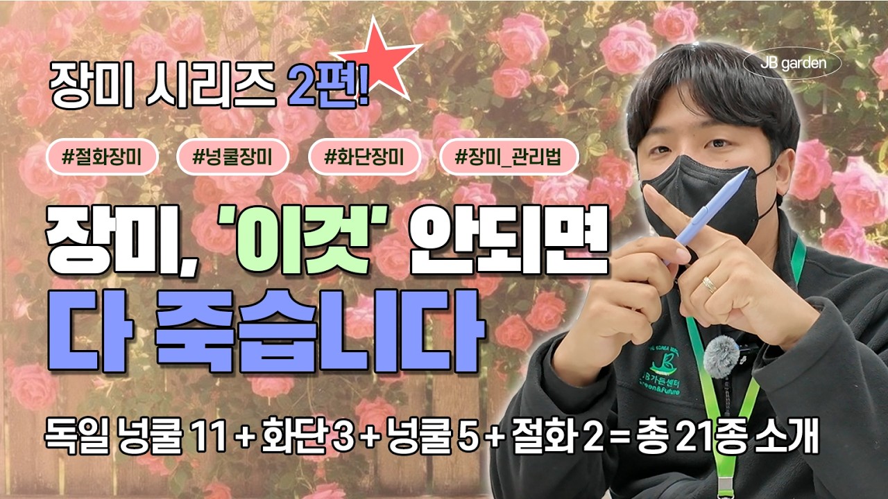 입고 완료! | 장미, 정말 '이것' 안 되면 모조리 다 병들고 죽습니다 😱😱 넝쿨장미 관리법! 코르데스 독일장미 & 유럽 사계 화단, 넝쿨, 그리고 절화장미 입고!