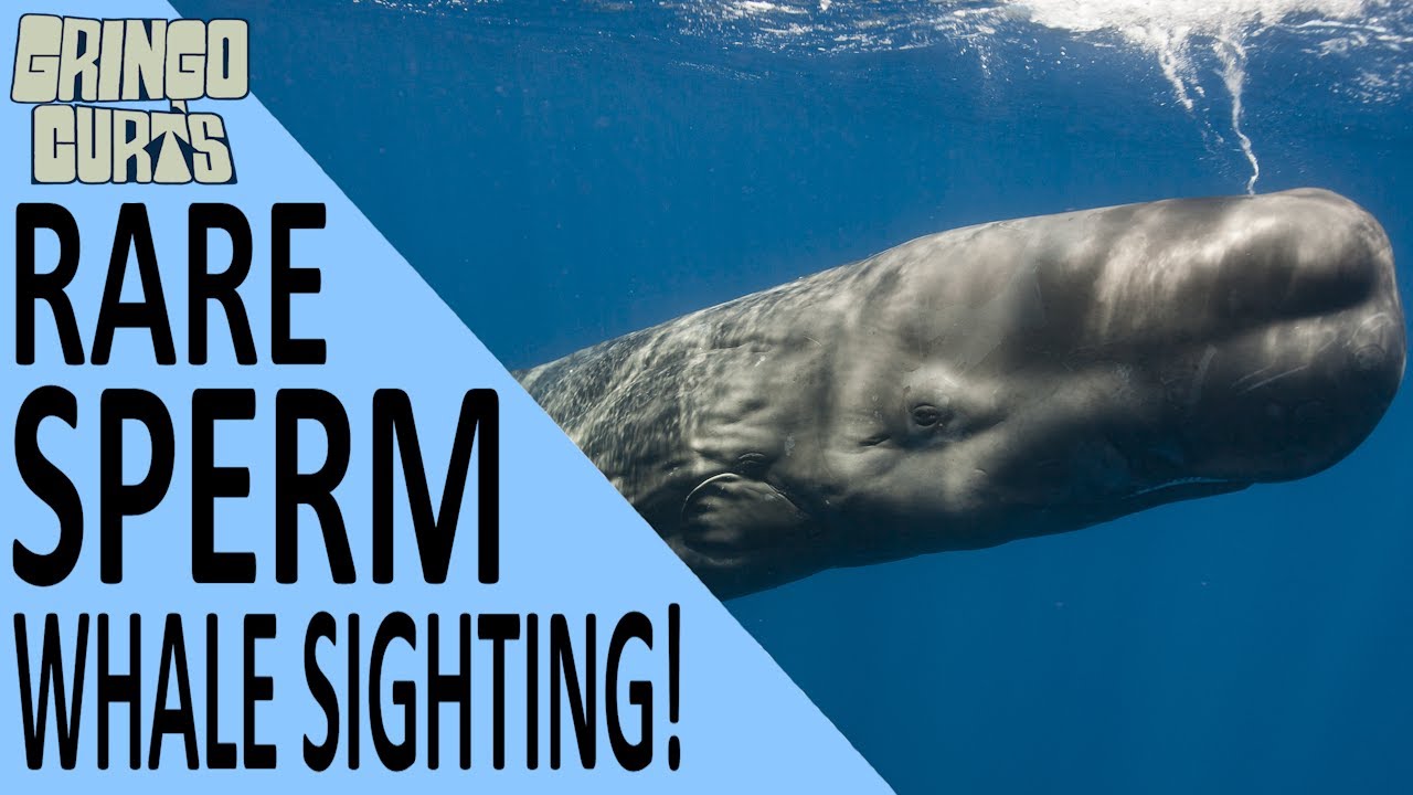 Sperm Whale Approaches Snorkelers | Rare Encounter off Costa Rica