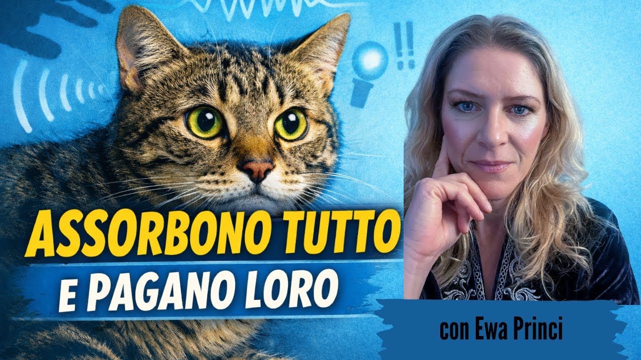 Ci sono gatti che assorbono tutto  E pagano loro