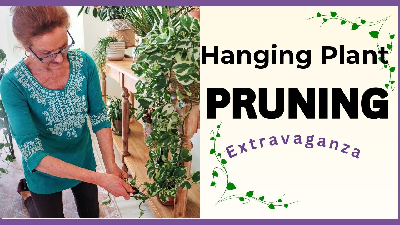 PRUNING HACKS FOR FULLER, HEALTHIER HANGING PLANTS. End Of Summer 