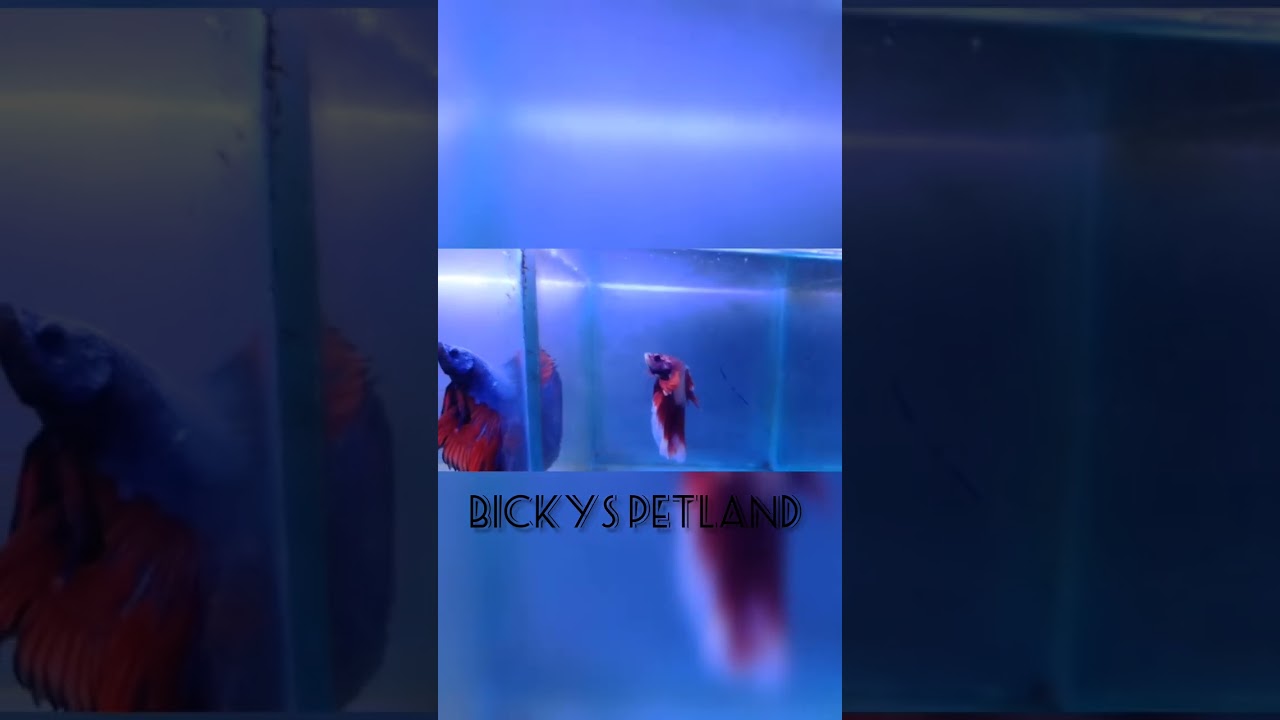 #bettafish #bettalovers #aquariumfish #youtubeearning