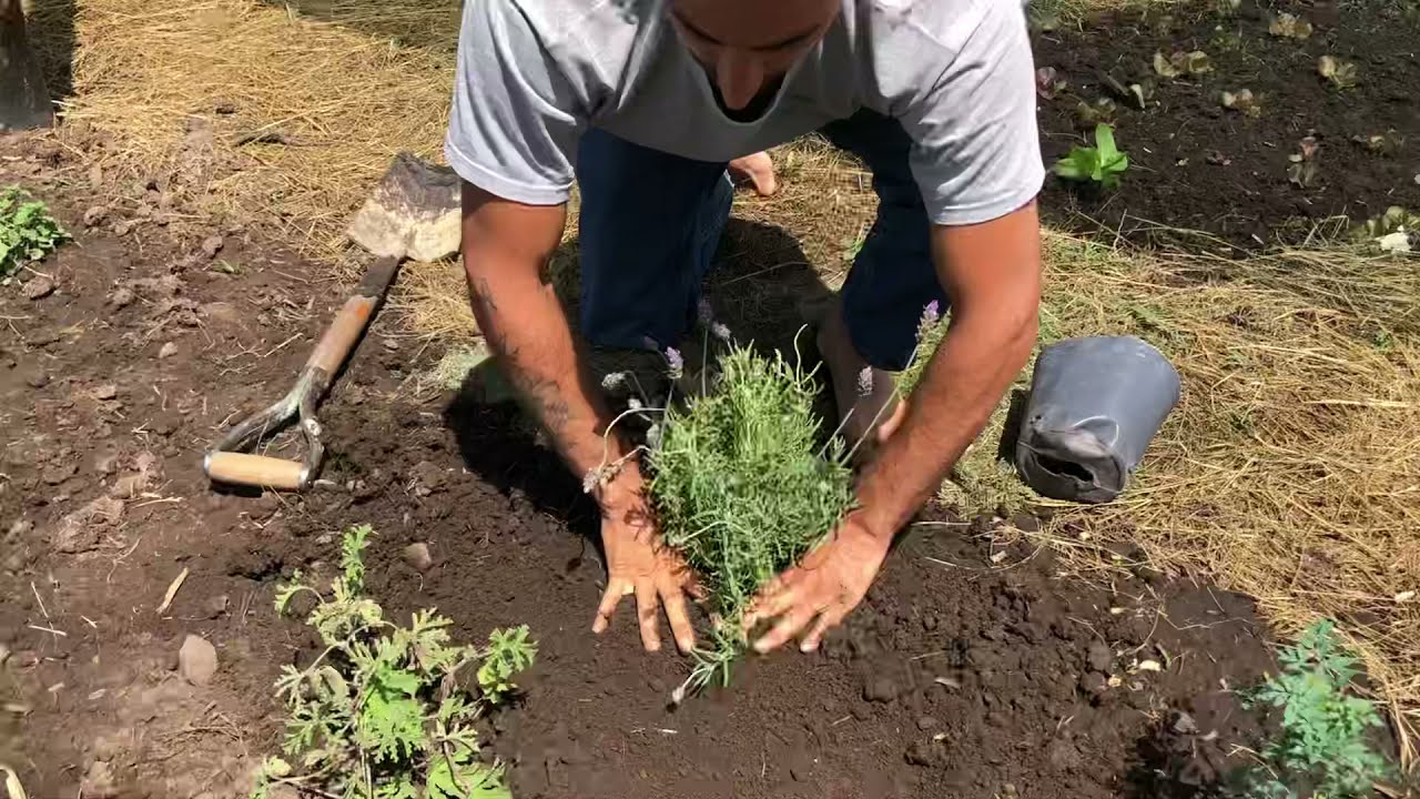 Lavanda Francesa o dentada. Para qu&eacute; sirve ??.      Los jardines del Pajaro