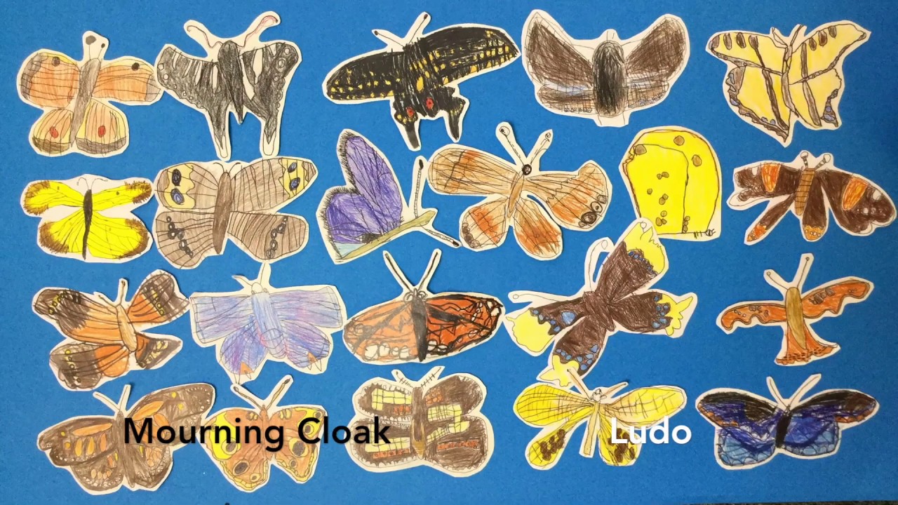 Butterflies Can Make Their Own Choices
