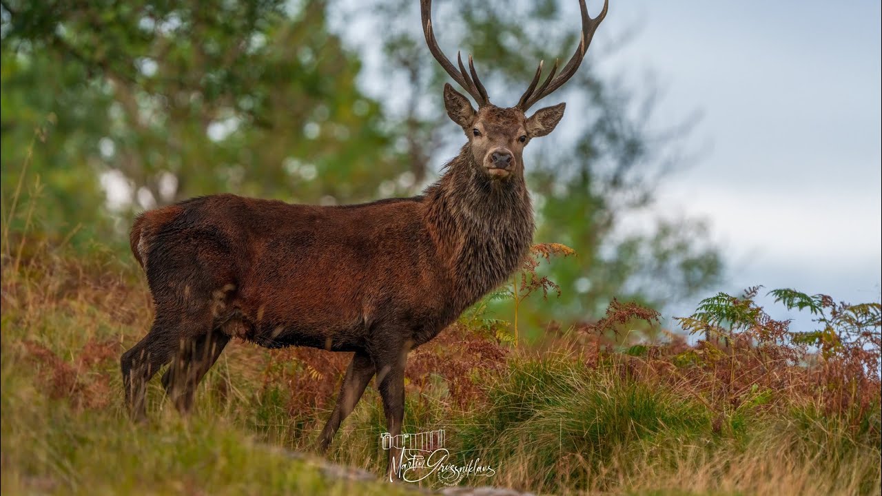 Hirschbrunft in Schottland 2024 | Deer rut in Scotland 2024