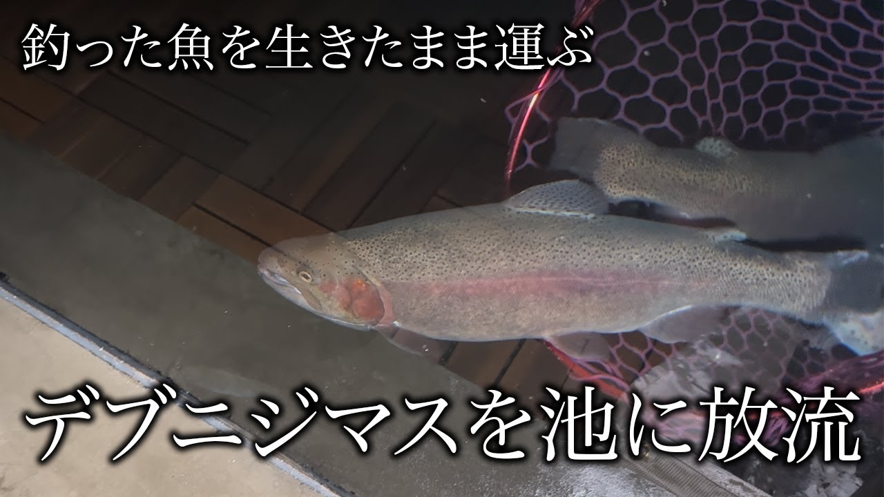 【釣った魚を池に運ぶ】デカいニジマスを元気な状態で自宅の庭池に放流したい
