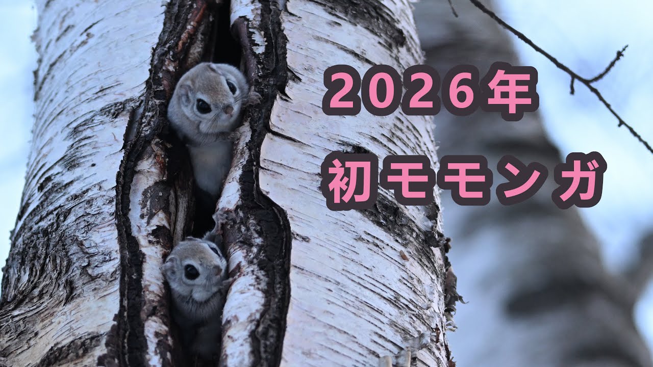 2026年モモンガ撮影初め