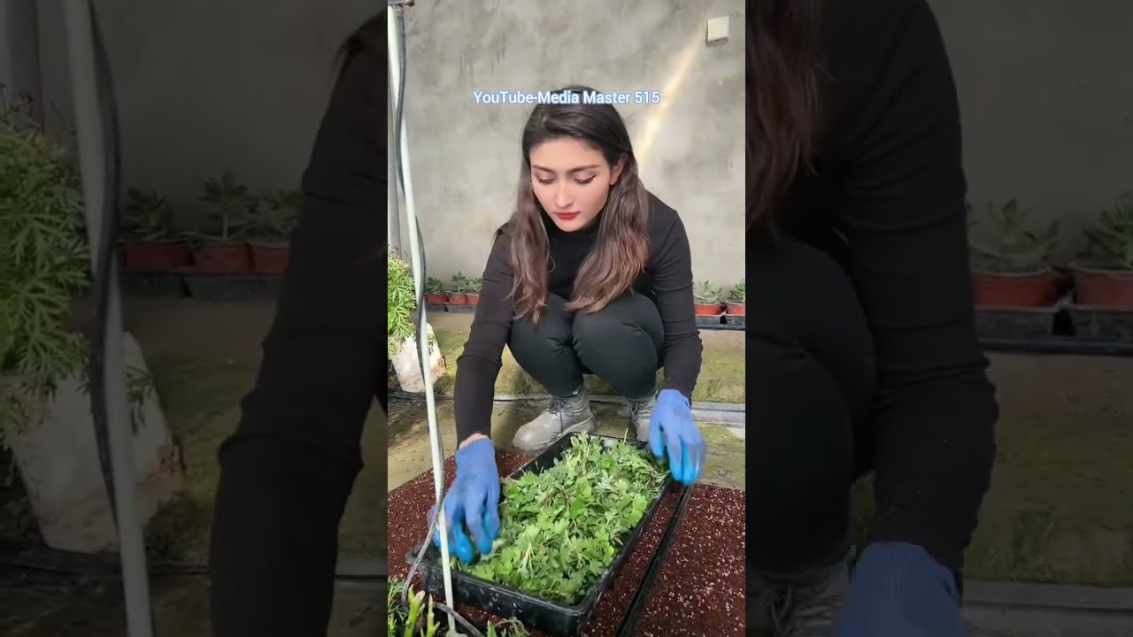 Uyghur kızı Gül’ün hayatı 13/Жизнь уйгурской девушки Гюль 13/Uyghur girl Gül's life 13