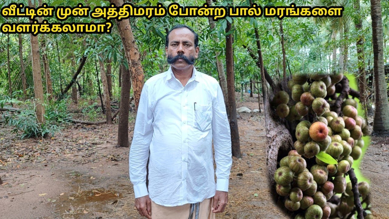 வீட்டிற்கு முன் அத்திமரம் வளர்க்கலாமா