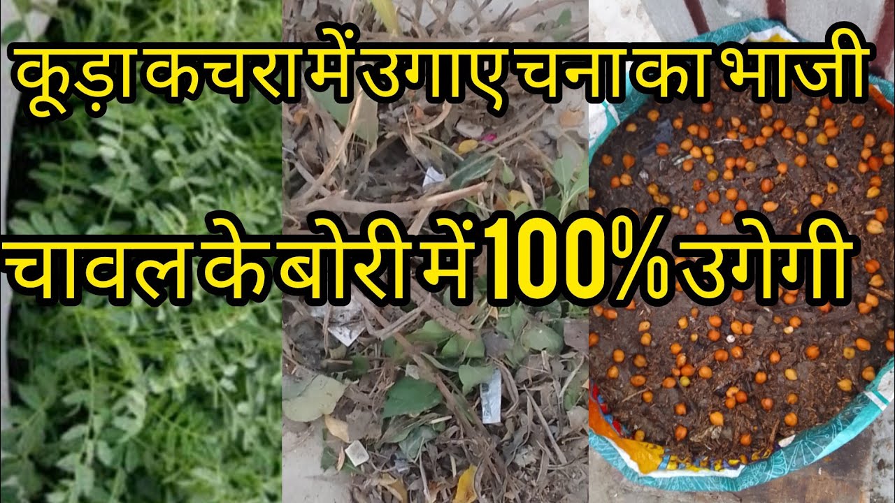कचरे से भरे बड़े बड़े ग्रो बैग उगाई ढेर सारी सब्जियां पुरानी मिट्टी को सही समय पर प्रयोग करें