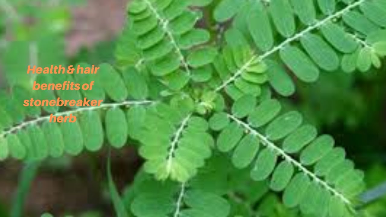 Secret Health & hair benefits of Stonebreaker herb/Phyllanthus niruri  important medicinal herb