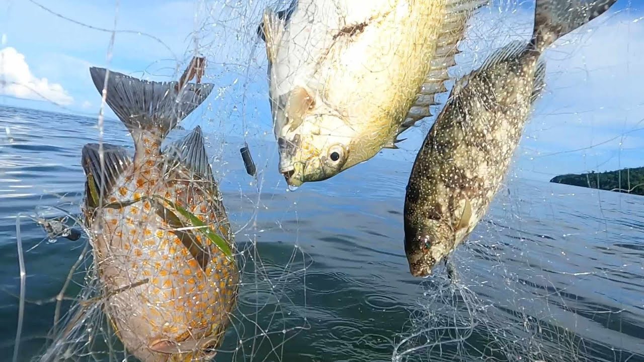 Nagkakabitan ang mga samaral rabbitfish sa lambat