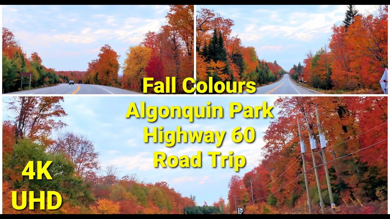 Algonquin Park Fall Colours -  2020 | 4K