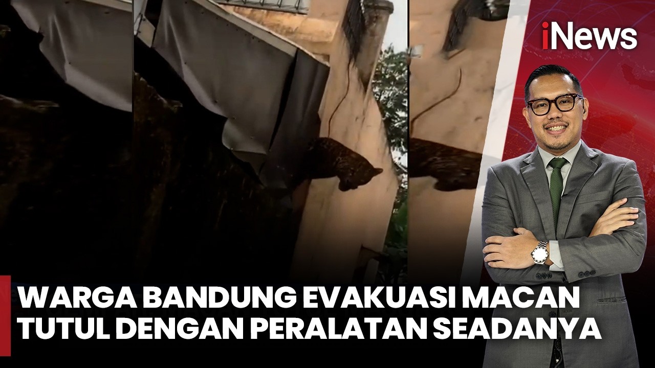 Geger! Macan Tutul Masuk Kota, Warga Bandung Evakuasi Pakai Alat Seadanya | iNews Siang 6/2