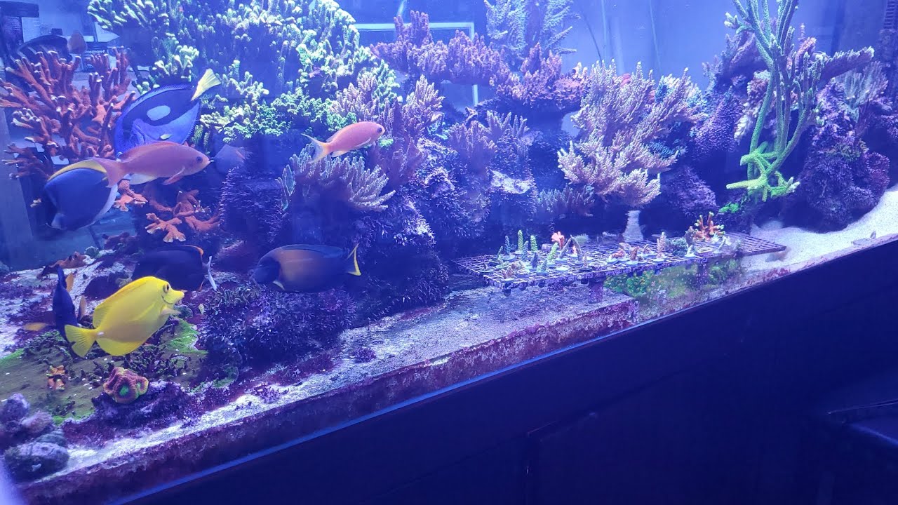 7 month UPDATE. Neglected reef tank.