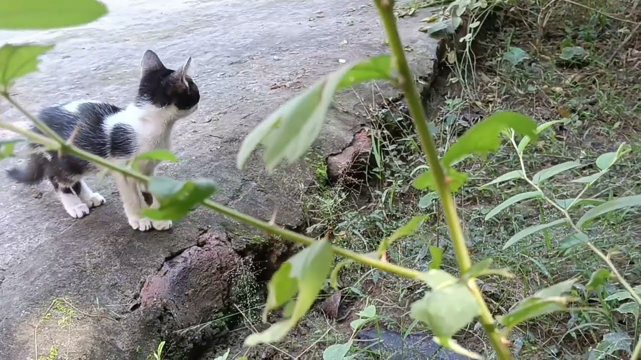 Cute Kittens playing 