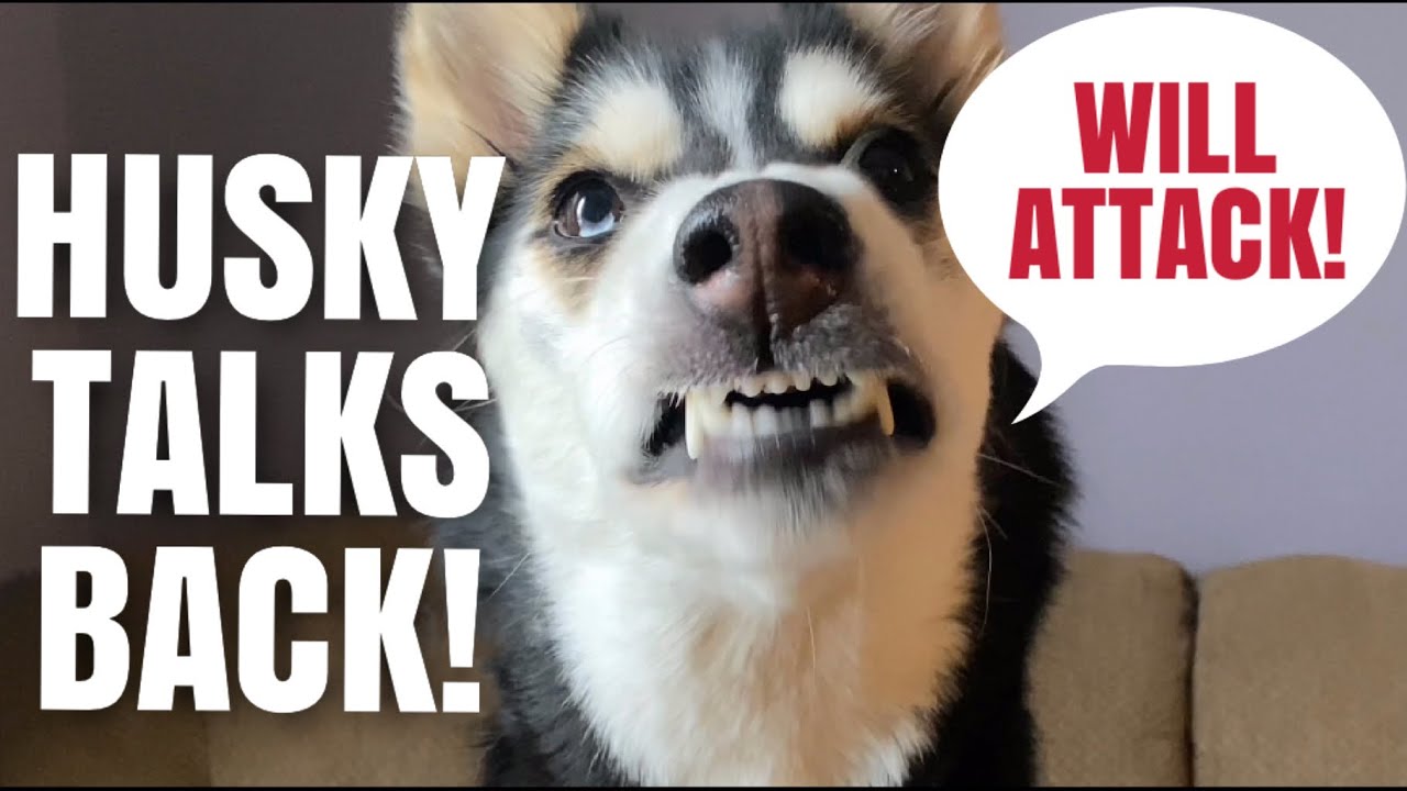 My husky ARGUES with me and tells me off!