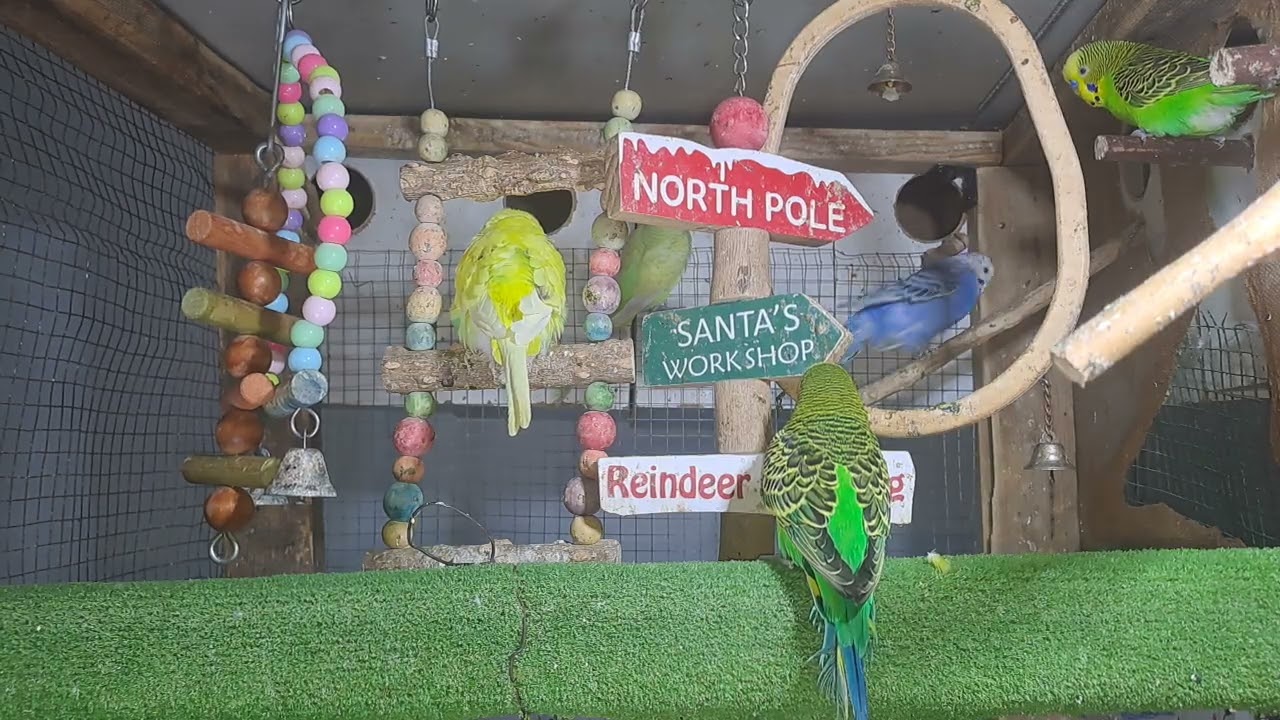“Talkative parrot vibes 💬🦜 #FunnyPets #Trend”