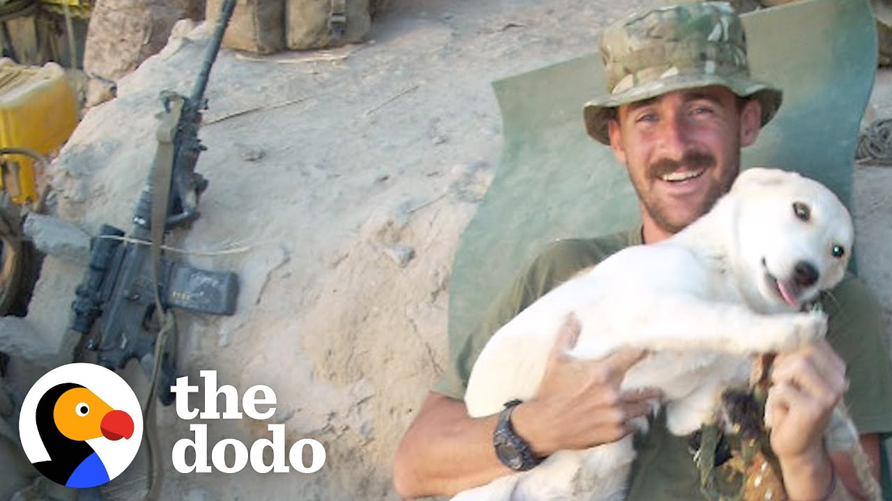 Guy Meets His Soul Dog On The Battlefield In Afghanistan | The Dodo