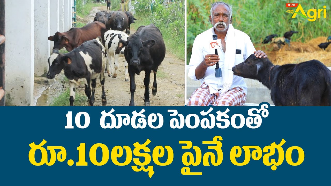 Buffalo Calf | Rearing of Calves | 10 దూడల పెంపకంతో రూ.10లక్షల పైనే లాభం..!  Tone Agri
