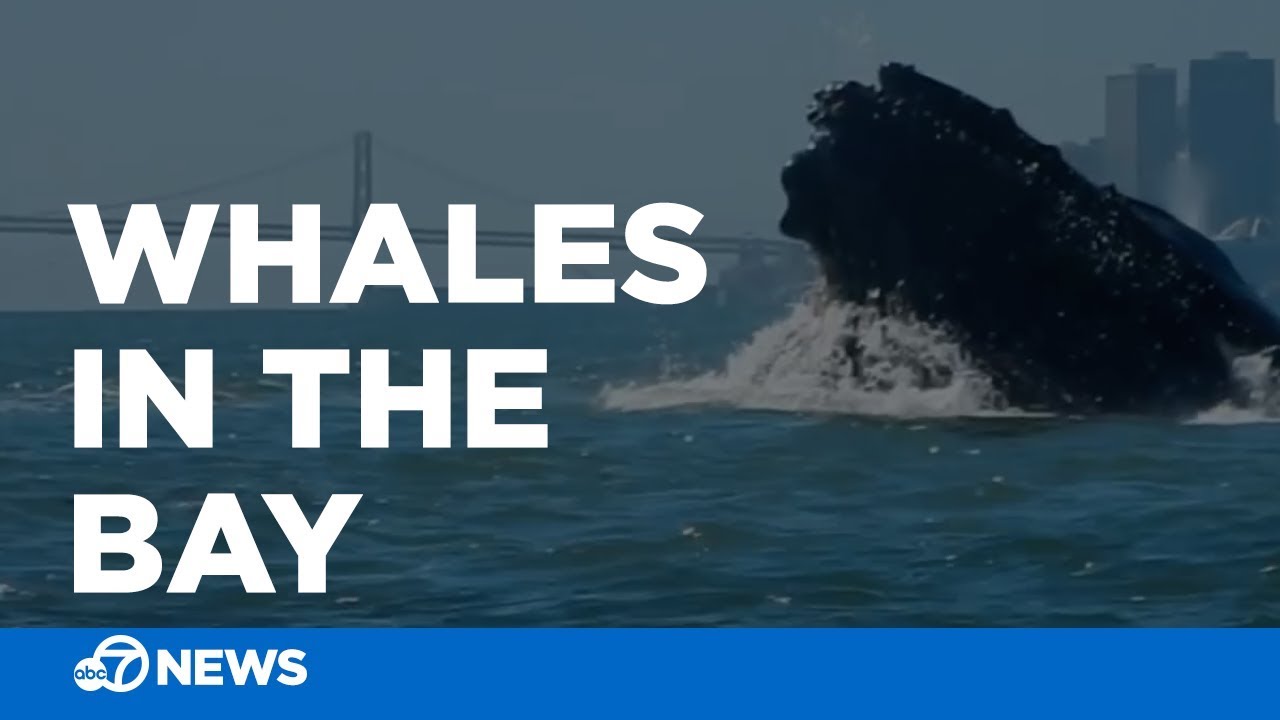 Humpback whales feed in SF Bay