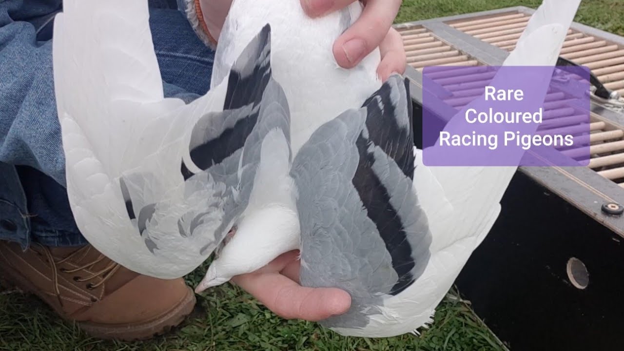 Rare Coloured Racing Pigeons (Almond, Dominant Opal and more) & Coloured Pigeons
