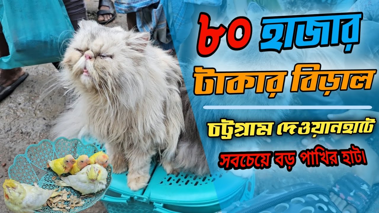 চট্টগ্রামের সবচেয়ে বড় পাখির হাট || The largest bird market in Chittagong || Rokan Uddin bd || birds|
