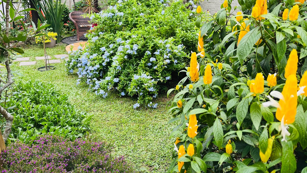 AS FLORES AZUIS MAIS DESLUMBRANTES QUE VOCÊ VAI VER HOJE