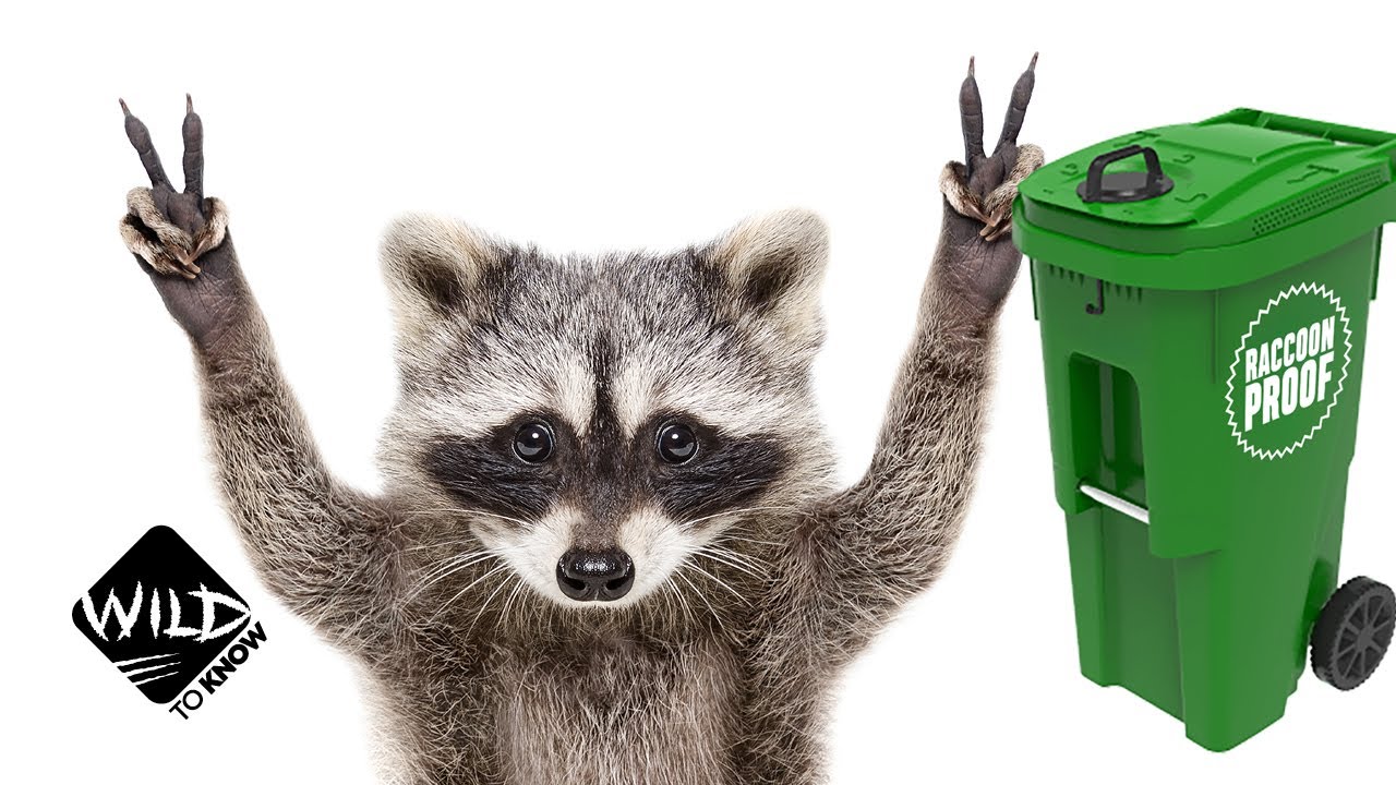 The Trash Panda Challenge: How Raccoons Outsmarted Toronto City | Wild to Know