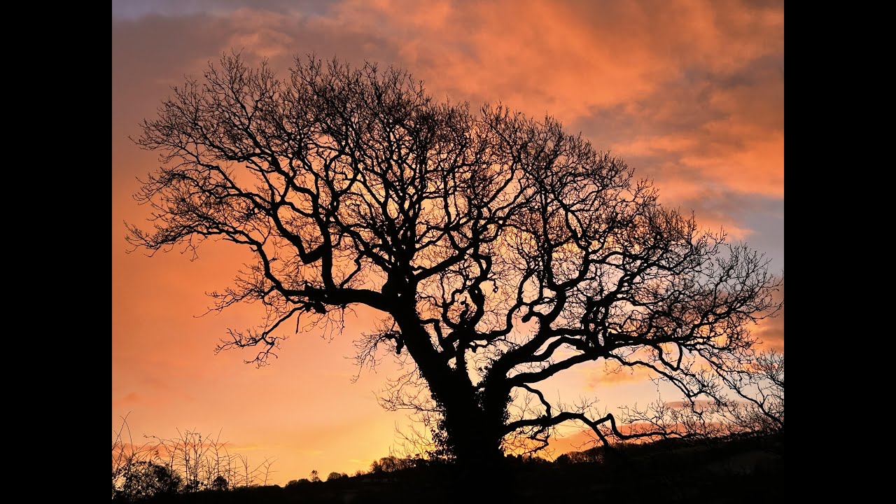 Tree Sunrise