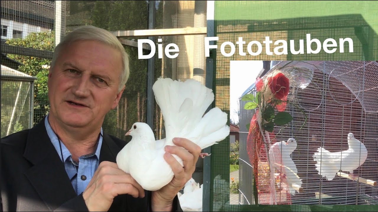 Hochzeitstauben m&uuml;ssen nicht immer fliegen