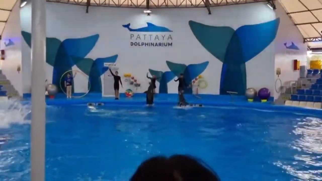 Dolphinarium, Pattaya.