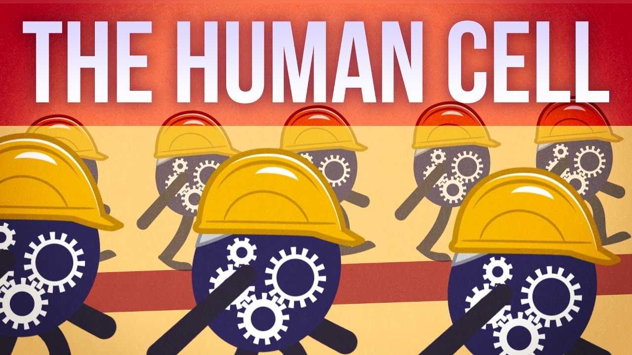 The Human Cell