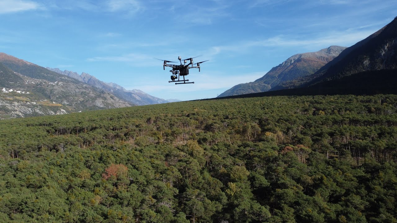 Pfynwald Fieldwork 2022